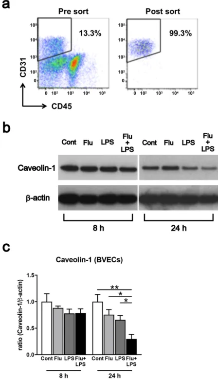 Figure 4.  Caveolin-1 level in brain vascular endothelial cells (BVECs). (a) Flow cytometry was performed  using specific antibodies against CD31 and CD45