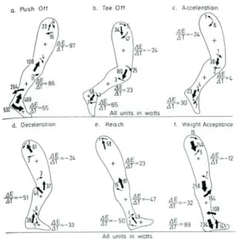 Figure 2.5   Detailed mechanical power analysis during various phases of gait.  (Winter and Robertson, 1978)  