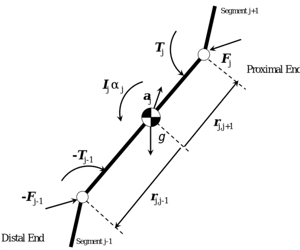 Figure 3.5         Free body diagram for the calculation of  joint force and torque at the segment j.