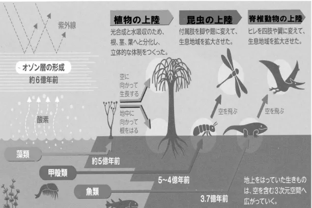 図 1  生き物の上陸作戦  （生命誌 60  BRH cards  2009 春  より引用）  ２－１  圧力の変化  脊椎動物としての魚類は、甲殻類と異なり外骨格に代 わって内骨格を持つようになった。外骨格によって体を水 圧や気圧から守るのは、力学的にある程度の限界がある。 甲殻類や昆虫が巨大になれないのはこのためである。魚 類は、軟骨魚から硬骨魚へと骨格の強度を高めてゆく。 内骨格が重要なのは、圧力に抗して体を支える働きに加 え、骨の組成としてリン酸カルシウムを体内に蓄えることが できることにある。