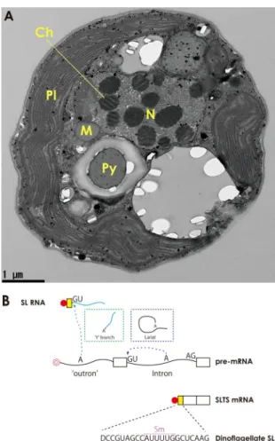 Fig. 1. The dinoflagellate nuclear genome. (A) Transmis- Transmis-sion electron micrograph of the dinoflagellate, S