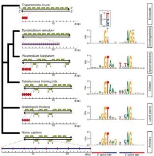 Fig.  2.  Gene  arrangements  and  exon-intron  structures  in  nuclear  genomes  of  representative  eukaryotes  and   alveo-lates