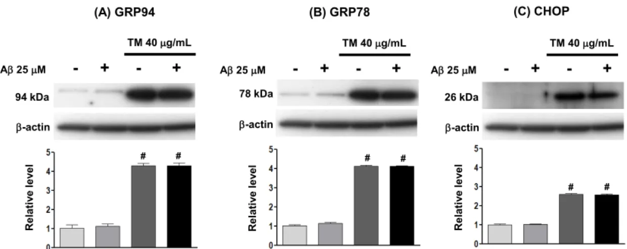 Fig. 3. Effects of A 25-35 , TM and A+TM on ER chaperone induction and CHOP expression in OHCs