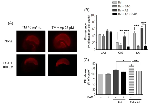 Fig. 7. Effects of SAC on TM- and A+TM-induced neuronal death in OHCs. (A) Aliquots (100  L) containing TM or A+TM with or without SAC were applied directly to the top of each slice
