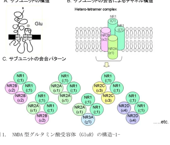 図 2.  NMDA 型グルタミン酸受容体（GluR）の構造-2- 