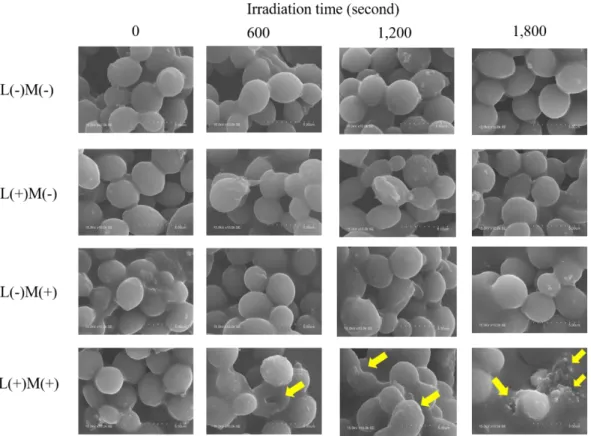 Figure ６       Typical SEM images of C. albicans surface on each conditions 