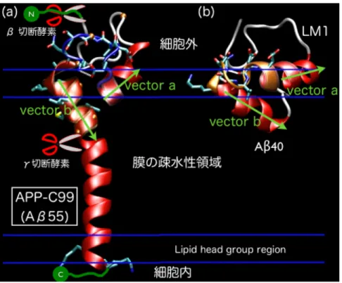 図  5：(a) APP 膜近傍フラグメントの単量体．(b)生成直後の Aβ 1-40