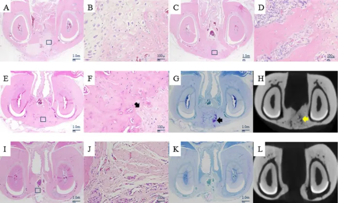 Fig. 5. Representative histological and radiological sections of the transverse view after surgery