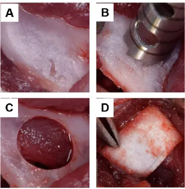 Fig.  1.  Optical  photos  of  the  in  vivo  study  using  the  rat  mandibular  bone  defect  model