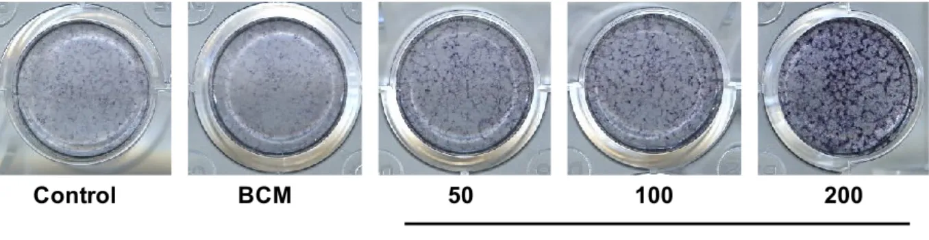 Fig. 4.  Osteoblastogenesis with BCMs containing rhOP-1 (50, 100, or 200 ng), as evaluated  by ALP staining