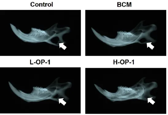 Fig. 7. Representative X-rays of specimens for the different treatment groups at 8 weeks after  surgery
