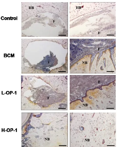 Fig.  9.  Light  microscopic  images  (4–20×)  showing  regenerated  bones  at  8  weeks  after  the 