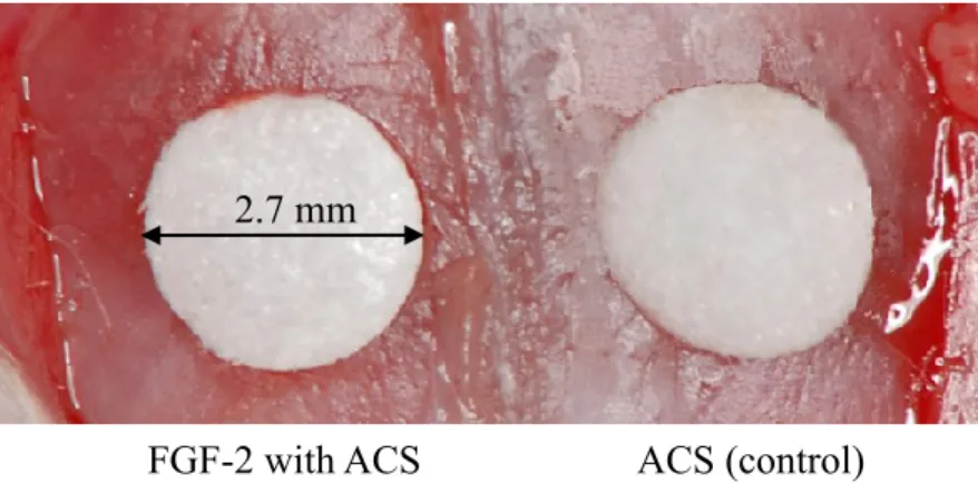 Fig 1. ACS with or without FGF-2 in critical-sized (diameter: 2.7 mm) calvarial bone defects