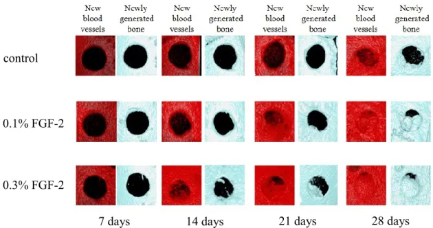 Fig 5. Blood vessel volume in non-critical-sized bone defects