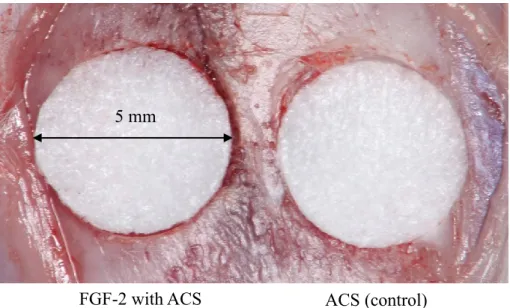 Fig 8. ACS with or without FGF-2 in critical-sized (diameter: 5 mm) calvarial bone defects.