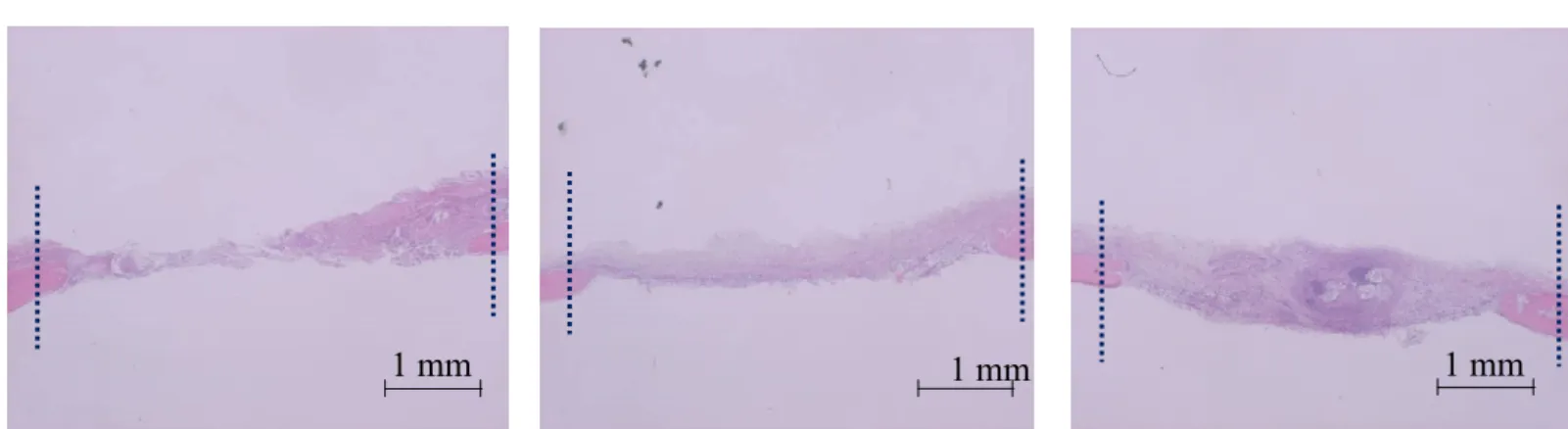 Fig 12. Representative bone healing in critical-sized defects. 