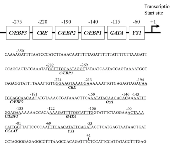 Figure 4 Regulatory elements in the proximal promoter of the human  FDC-SP  gene. Upper panel: 