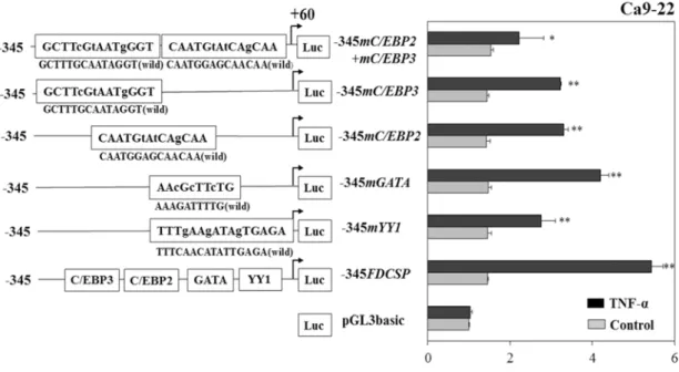 Figure 5 Site-specific mutation analyses of luciferase activities in Ca9-22 cells. After introducing 
