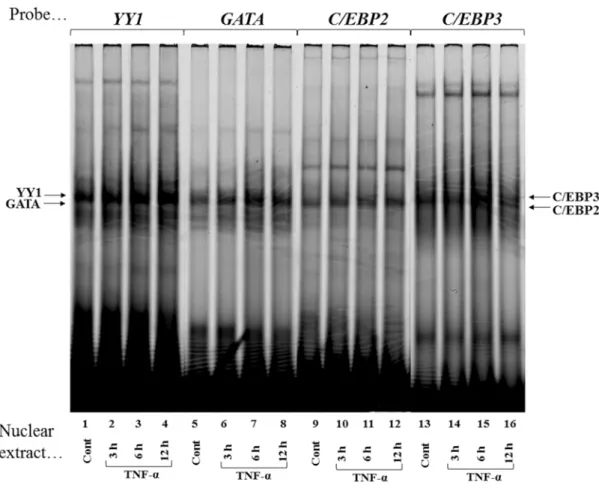 Fig. 7 TNF-α upregulates nuclear proteins that recognize  YY1 ,  GATA ,  C/EBP2  and  C/EBP3 