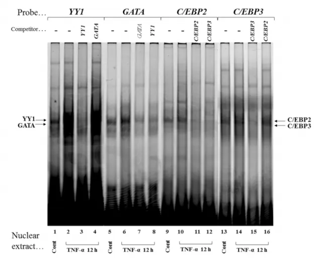 Fig. 8 Specific binding of nuclear proteins to  YY1, GATA, C/EBP2  and  C/EBP3 . Competition assays 
