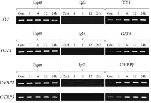 Fig. 9 ChIP analyses of transcription factors binding to  YY1,  GATA,  C/EBP2  and  C/EBP3  in the 