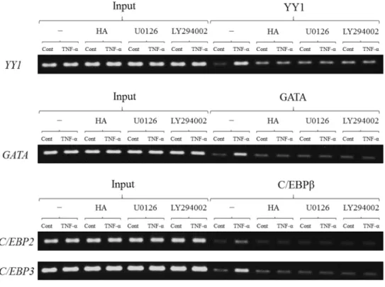 Fig. 10 ChIP analyses of transcription factors binding to  YY1, GATA, C/EBP2  and  C/EBP3  under the 