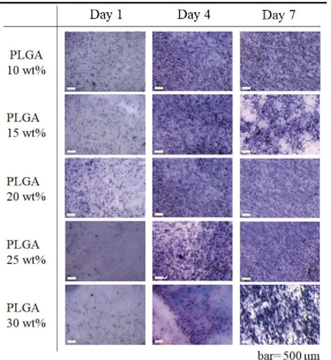 Figure 7 Alkaline phosphatase staining of respective PLGA concentrations Day 1, 4 and 7 