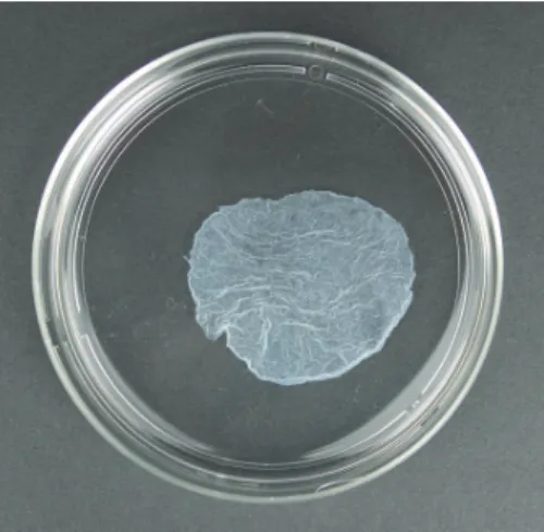 Figure 1: Macroscopic appearance of an osteogenic matrix cell sheet.