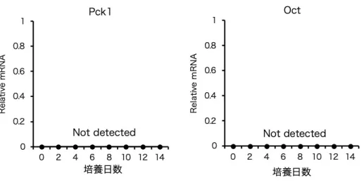 図 19A. FHS-DFAT の分化誘導過程における Zone 1 特異的遺伝子の発現変化  Zone 1 特異的遺伝子である Pck1 および Oct は、FHS-DFAT の肝細胞分化過 程において認められなかった。 