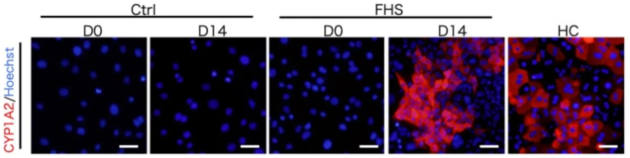 図 23A.  分化誘導後の FHS-DFAT における Cyp1a2 の発現  Cyp1a2 の免疫蛍光染色後の倒立蛍光顕微鏡写真を示す。  分化誘導後の FHS-DFAT において Cyp1a2 の発現が認められた。  Ctrl：DFAT の分化誘導 0 日（D0）および分化誘導 14 日後（D14） 。  FHS：FHS-DFAT の分化誘導 0 日（D0）および分化誘導 14 日後（D14） 。  HC：初代肝細胞。  スケールバーは 50µm を示す。     