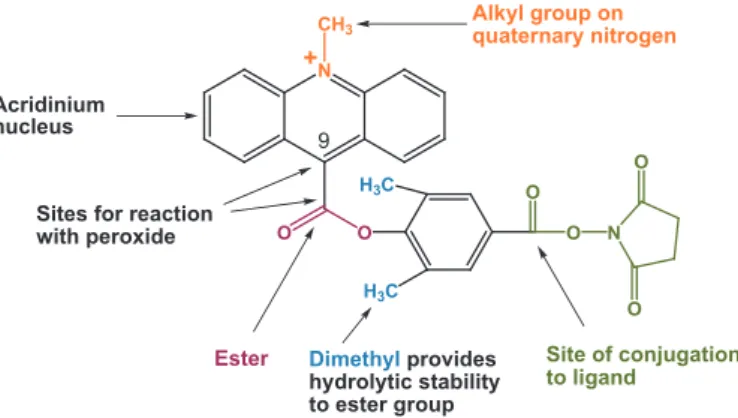 Fig. 1  Dimethyl acridinium ester: DMAE