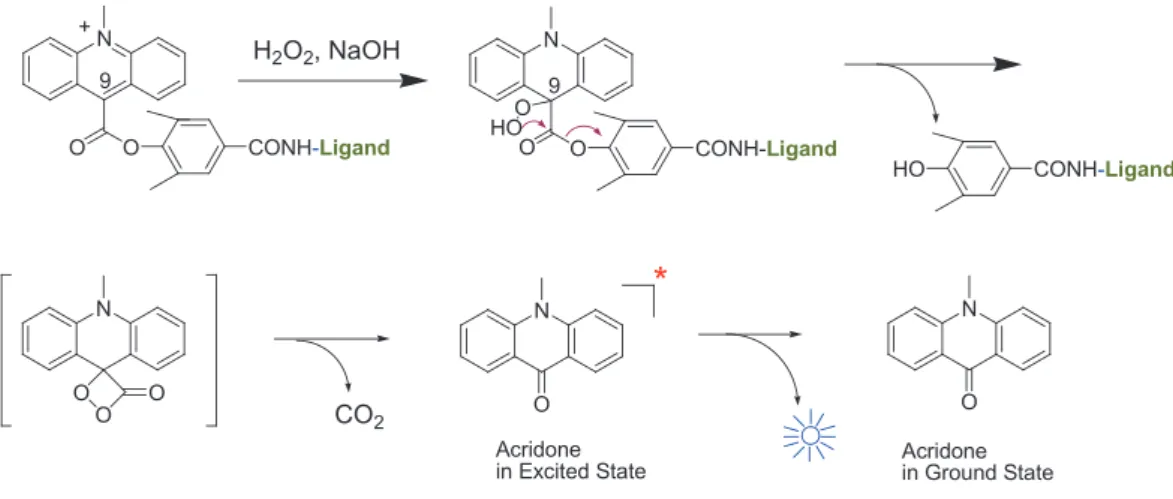 Fig. 2  Chemiluminescence mechanism