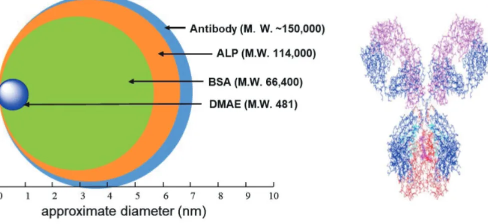 Fig. 3  Label size　
