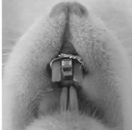 Figure  1.  Midpalatal  suture  expansion  in  rat  by  inserting  a  1.5-mm-thick  circular  metal ring between the maxillary incisors