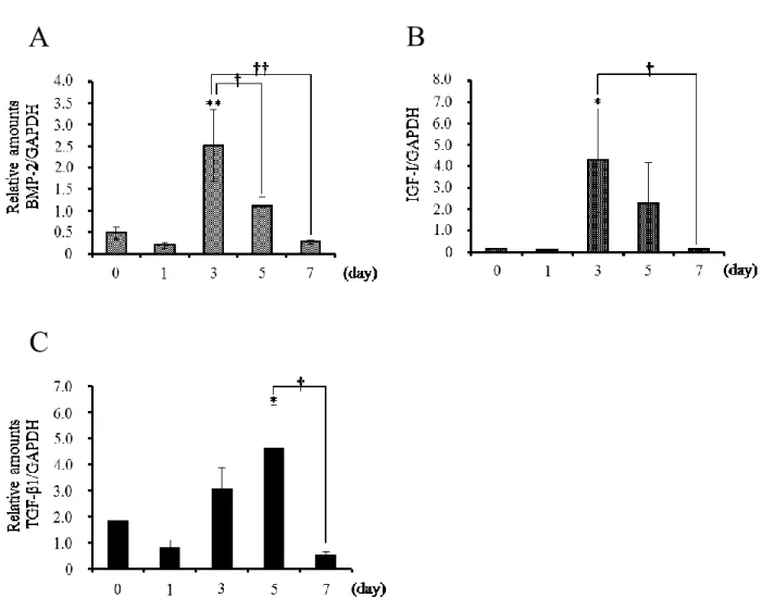 Figure 8. Gene expressions in mid-palatal suture. (A) Gene expression of BMP-2 in  mid-palatal suture