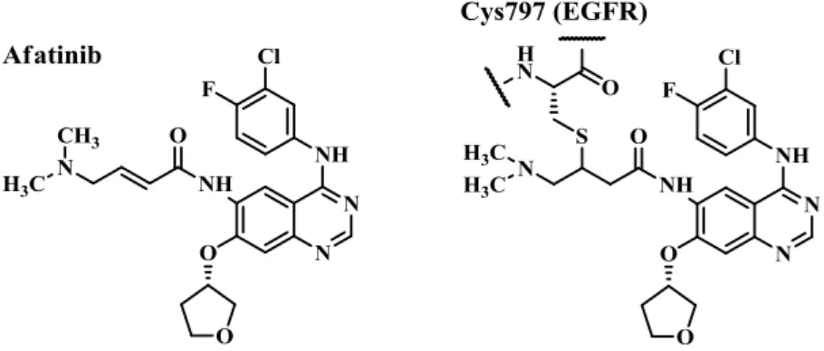 Fig. 3.  Aflatoxin B 1 の毒性発現機序. 