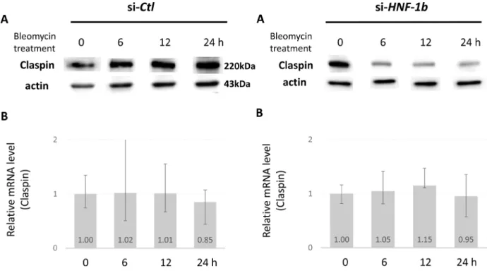 Figure 4: Effect of HNF-1β on Claspin protein and mRNA levels.  The protein (A) and mRNA (B) levels of Claspin in TOV21G  si-HNF-1β (right column) or si-Ctl (left column) cells were measured by Western blot and real-time quantitative RT-PCR, respectively