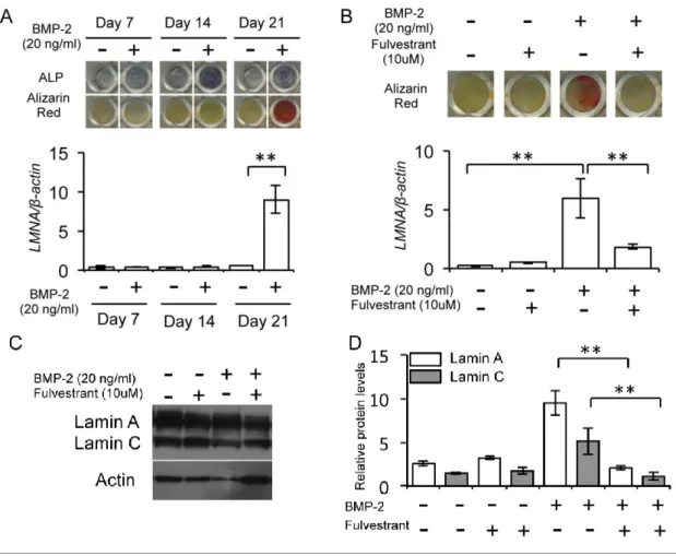 図 2  MC3T3-E1 の骨芽細胞分化と lamin A/C の発現 