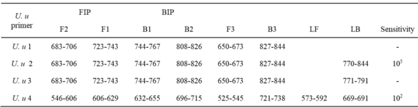 表  IV. Ureaplasma urealyticum に対する LAMP 法の候補 primer 