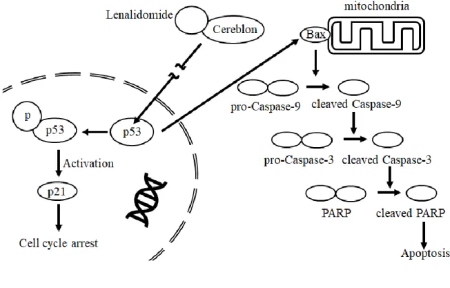 Figure 2.  細胞周期の制御と apoptosis 誘導の内因系経路および血液系腫瘍における lenalidomide の作用機序 