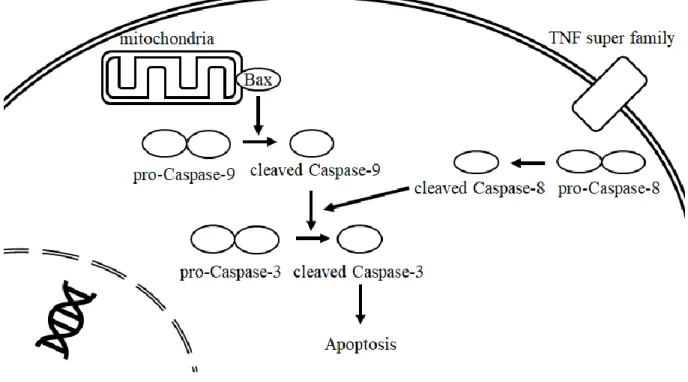 Figure 3. Apoptosis 誘導の外因系経路 