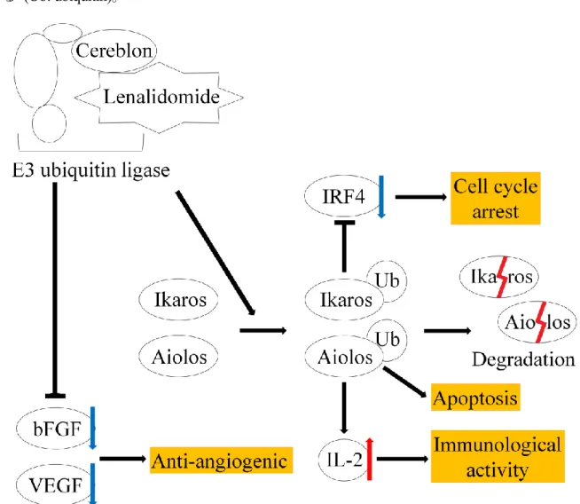 Figure 4. Lenalidomide の作用機序 