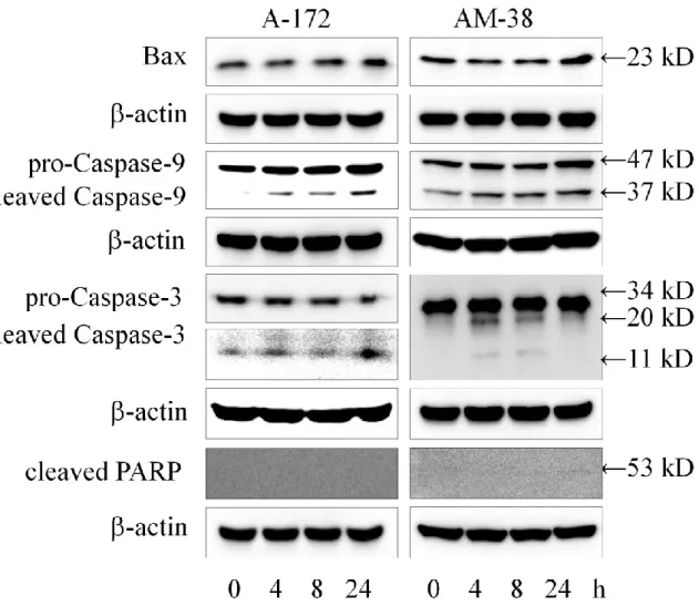 Figure 9. Apoptosis の内因系経路に対する lenalidomide の効果 