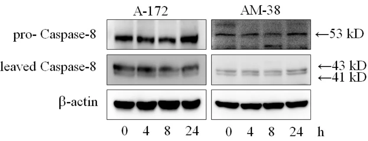 Figure 10. Apoptosis の外因系経路に対する lenalidomide の効果