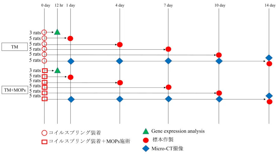 Fig. 1  実験スケジュール