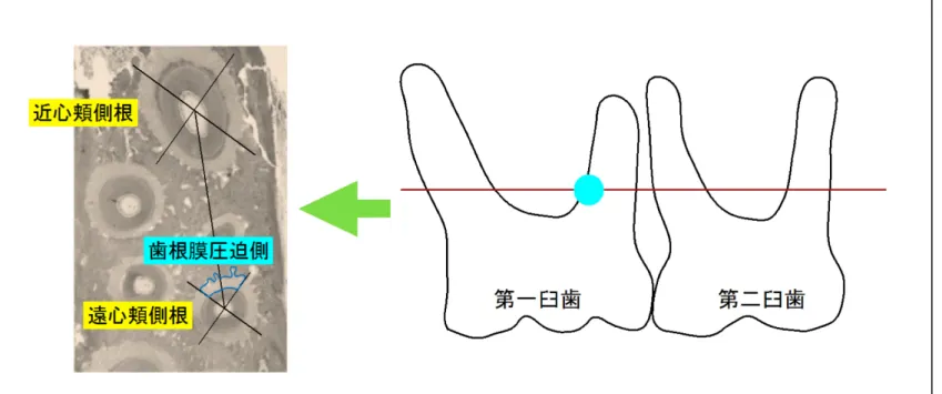 Fig. 3  標本作製と観察領域