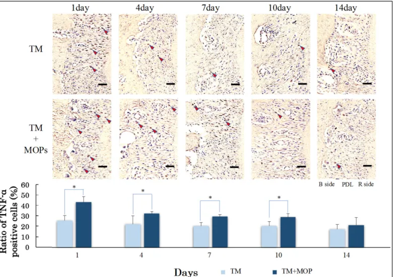 Fig. 8  免疫組織化学染色結果   (TNF- α )  と陽性率の 2 群間比較