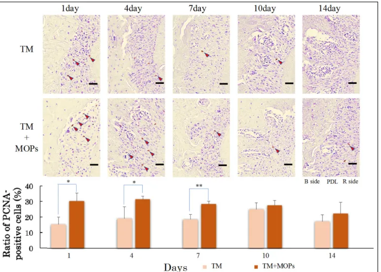 Fig. 9  免疫組織化学染色結果   (PCNA)  と陽性率の 2 群間比較    