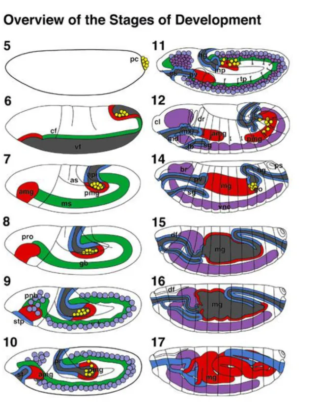 Figure Source: “Atras of Drosophila Development”    