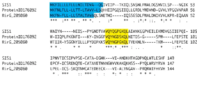 図 3.    SIS1 と、その他の R. irregularis が保持する類似タンパク質間のアミノ酸 配列比較 